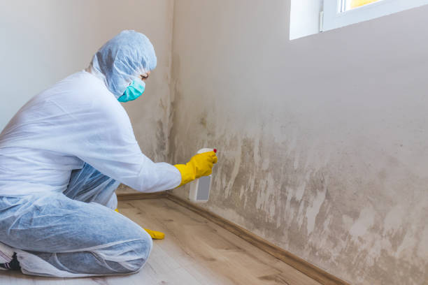 Licensed Mold Inspection service in Olney, TX - WQB Mold Removal