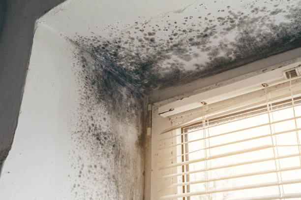 Affordable Mold Inspection solutions in Olney, TX
